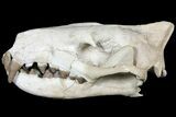 Fossil Hyaenodon Skull - South Dakota #131362-19